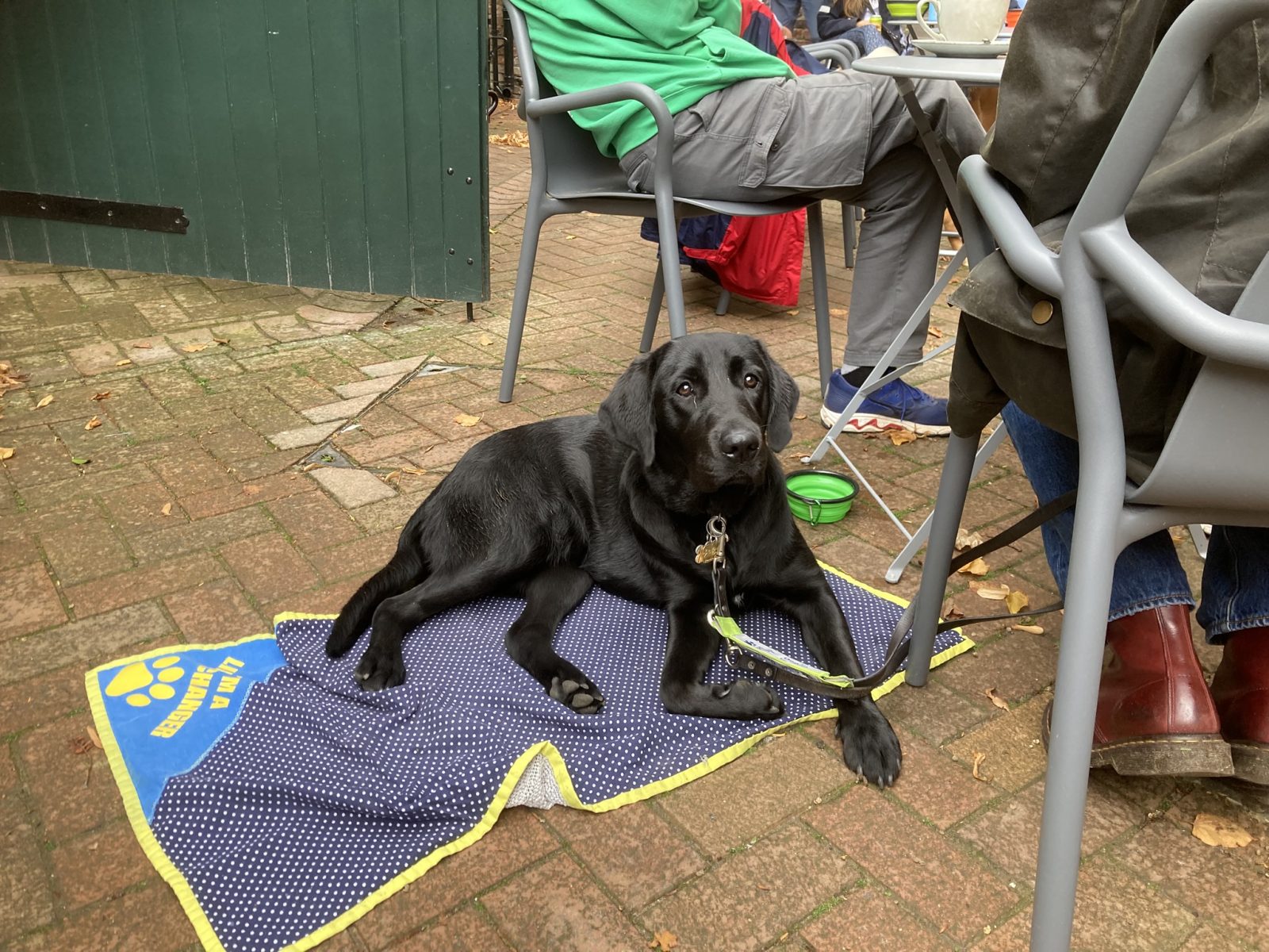 Guide Dogs for the Blind – Puppy Training