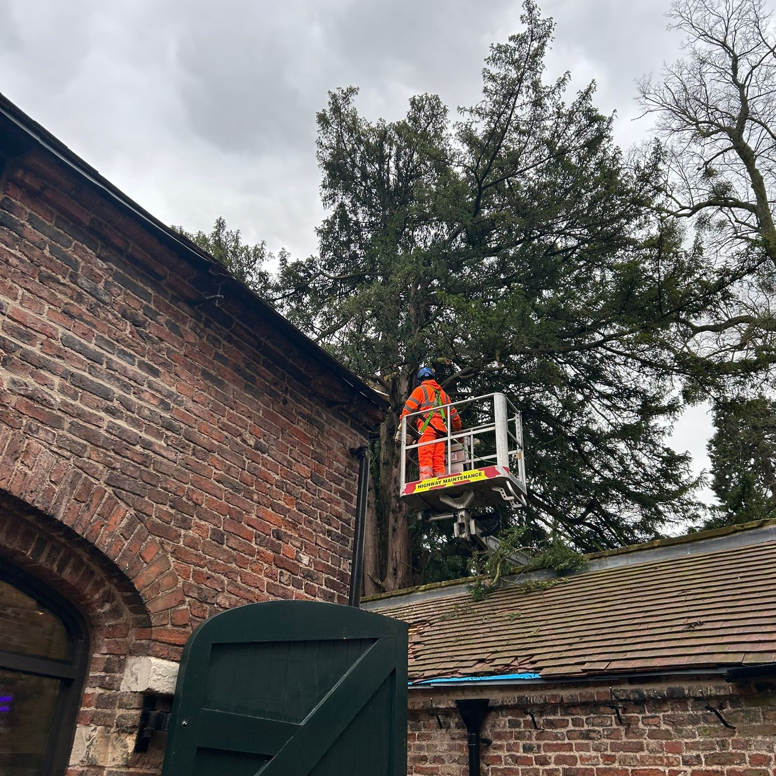 The Yew Tree Gets a Trim
